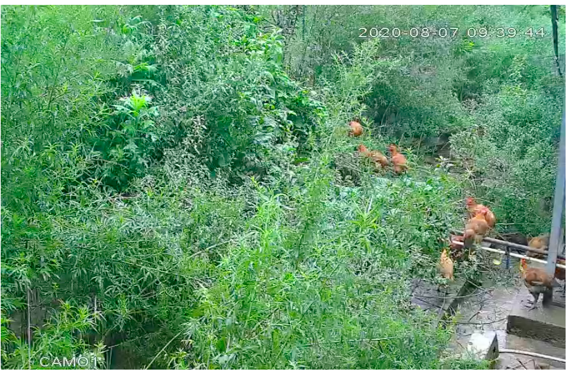 養(yǎng)殖場(chǎng)直播